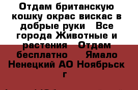 Отдам британскую кошку окрас вискас в добрые руки - Все города Животные и растения » Отдам бесплатно   . Ямало-Ненецкий АО,Ноябрьск г.